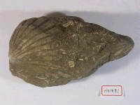 海扇藏品圖，第3張